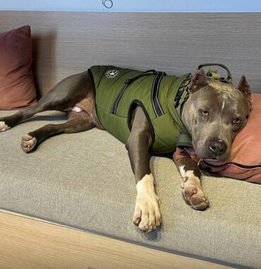 İtlər: Staffordşir bulterier, 2 il, Dişi, Peyvəndli -da lalafo.az — 3 İtlər: Staffordşir bulterier, 2 il, Dişi, Peyvəndli — 3