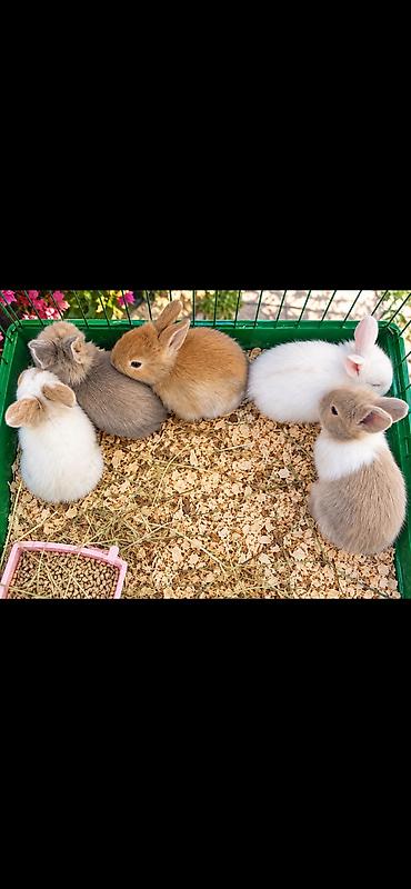 Dovşanlar: 1 aylıq holland balaca🐰 ÖZEL İki dovşan götürsəniz, bir-birlərinə — 9