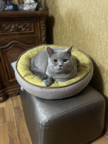 şotland pişiyi etibarlı əllərə verilir: Şotland, Erkək, Cütləşmə üçün, Ödənişli çatdırılma