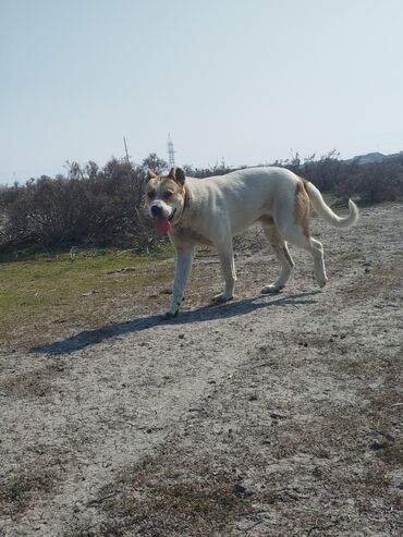 İtlər: Pitbul, 1 il, Erkek, Peyvəndli, Ödənişli çatdırılma