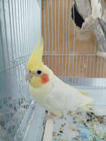 Птицы: Продам попугаевкореллы,самка и самец.Без клетки. Они не пара — 9