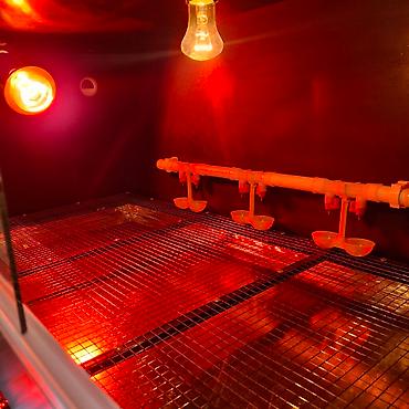 Товары и оборудование для с/х животных: Изготавливаю брудера для цыплят размер 1 го брудера 1.20длина 50см — 8