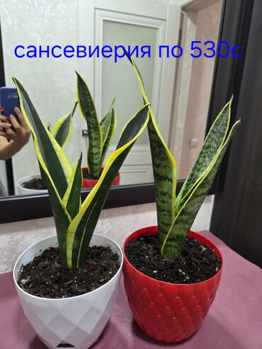 хай лайн соня петух: Сансевиерия, также известная как «тещин язык» или «змеиное растение»