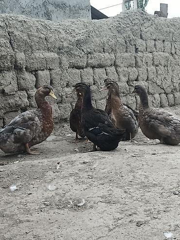 korella tutuqusu haqqında: Blue Rouen Ördekleri. Xarici sort ordekler.(Ətrafli məlumat — 1