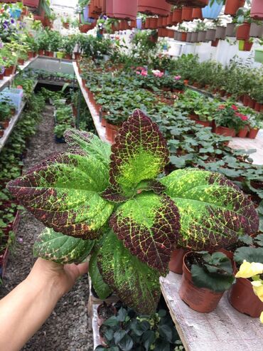 Другие виды семян и саженцев: Колеусы есть в стаканчиках и большие — 5