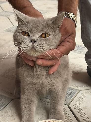 pisik satilir: Boz rəngli ev pişiyi - Növ: ev pişiyi (qısa tüklü) - Rəng: bərabər — 1