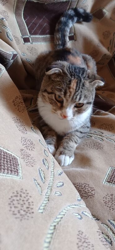 сфинкс кошка цена: Şotland yastı qulaq lalafo.az -da сфинкс кошка цена: Şotland yastı qulaq