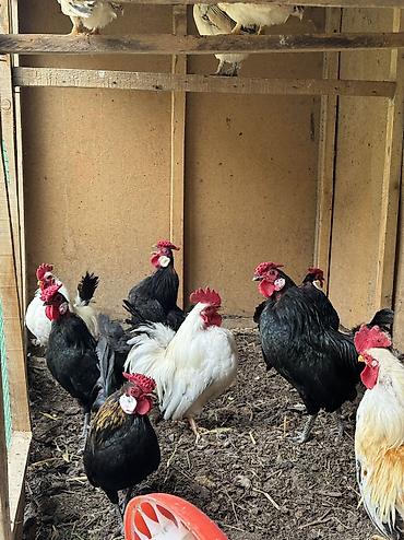 Куры, петухи: Продаю | Куры, Петух — 9