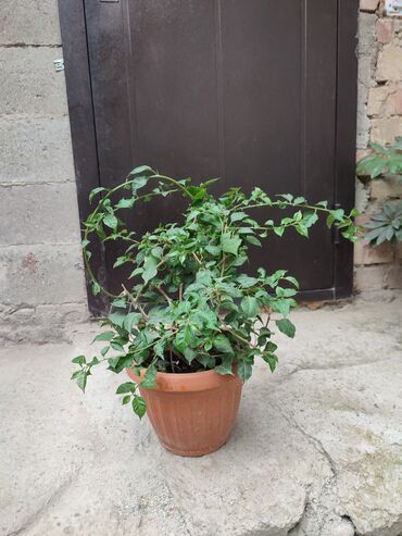 Другие комнатные растения: Буггенвелия фиолетовый 600сом, сингониум гиппеаструм бир горшокто