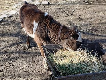 Коровы, быки: Продаю | Бык (самец) | Алатауская | Для разведения — 4