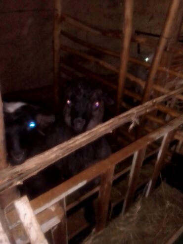 Козы, козлы: Продаю | Козлёнок | Для разведения — 6