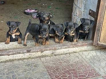 охотичный собака: 🐕 Продаются щенки немецкого ягдтерьера Чистокровные щенки, возраст — — 1