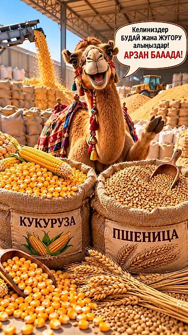 рисовая сечка: Кукуруза и пшеница — оптом и в мешках. - Кукуруза: яркое, крупное — 1