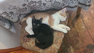 молодой: Котята домашние, разного окраса - Возраст: молодые, активные. - — 5