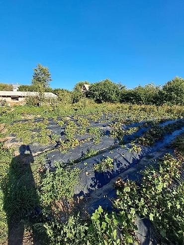 Продажа дач: Дача в Михайловка с фермерским бизнесом. 22 сотых до моря 15 минут — 8