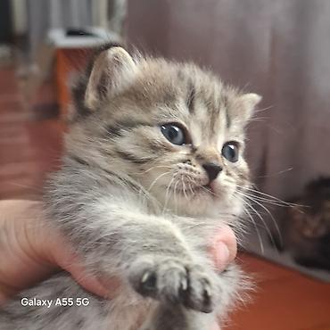 Продажа кошек: Котята тигрового окраса - Порода: домашние короткошёрстные (табби). - — 4