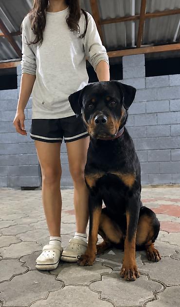 Продажа собак: Продается ОБУЧЕННЫЙ ротвейлер 11 месяцев крупный кобель ротвейлера — 6