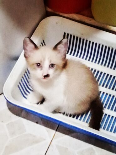 Heyvanlar: Чистокровный тайский котёнок Сноу Шу 2 месяца к лотку приучены