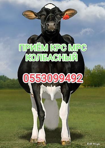 кошки сокулук: Жеке жак : Уйлар, букалар, Жылкылар, аттар, | Бардык шартта, Союлган, Союуга, этке — 1