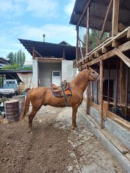 Лошади, кони: Продаю | Жеребец | Дончак | Для разведения — 4