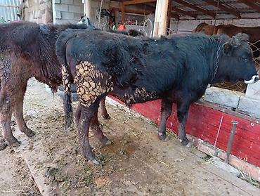 Коровы, быки: Продаю | Бык (самец) | На откорм | Привязанные — 2