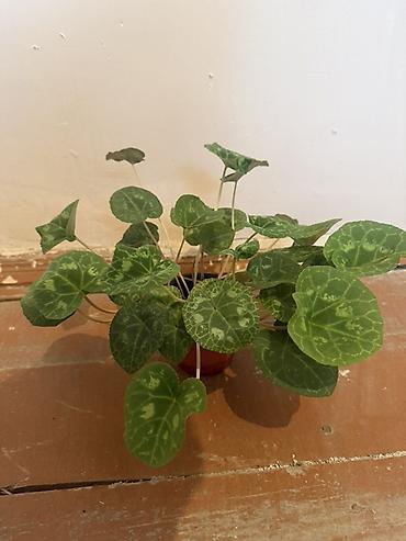 bezek bitkisi: Mini qablarda siklamen (Cyclamen) – dekorativ yaşıl bəzək bitkisi — 3