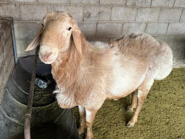 Бараны, овцы: Продаю | Баран (самец) | Арашан, Полукровка | Для разведения | Племенные, Осеменитель — 2