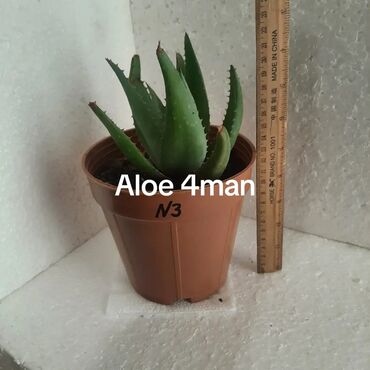 Otaq bitkiləri: Aloe (aloe vera) saksı bitkisi - Növ: Aloe – ətli, tikanlı kənarlı — 9