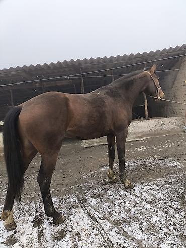 Лошади, кони: Продаю | Жеребец | Полукровка | Конный спорт — 5