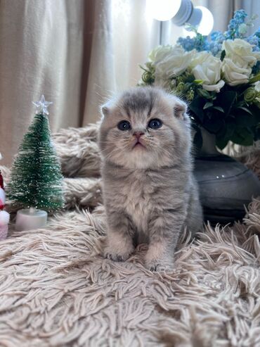 Pişiklər: Şotland yastı qulaq, Dişi, Yaxşı əllərə, Ünvandan götürmə, Pulsuz çatdırılma, Ödənişli çatdırılma — 7
