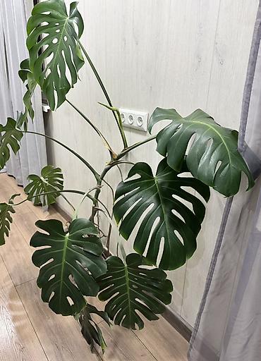 монстеро: Монстера делициоза (Monstera deliciosa) Описание: - Взрослое — 1