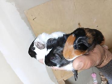 alman ovcarkası satılır: ] 🐹 Ən sakit və ən sübür Ginepiqlər artıq hazırdır! [  ] Evdə səs-küy — 8