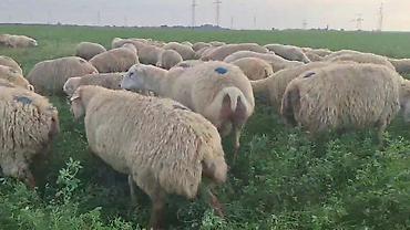 at satanlar: Dişi, il: 2, Damazlıq, Pulsuz çatdırılma — 6