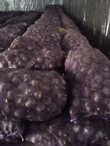 Чеснок: Чеснок Самовывоз — 13