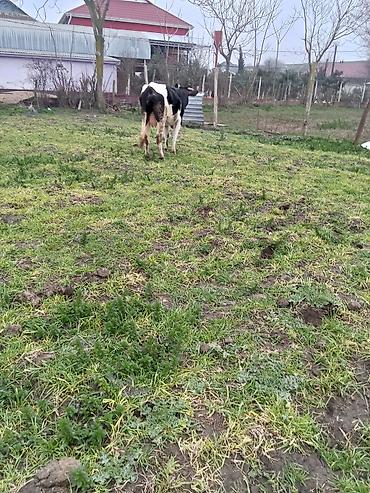 Inəklər, öküzlər: 1 ci qarna dügedi mayalama anqus balsi vardı temiz ivanofqadi üvan — 7