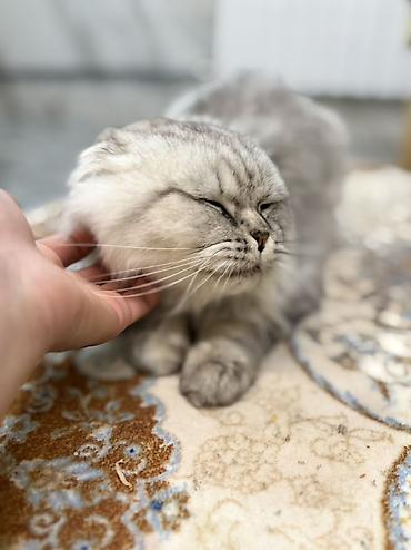 скоттиш фолд бишкек: Скотиш Фолд (Шотландская вислоухая), 2 года, Девочка, Серебристая шиншилла — 2