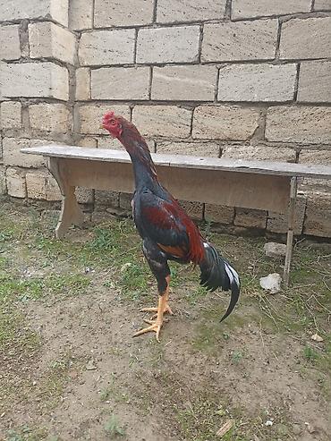 cüce yemi: Xoruz, il: <1 — 3