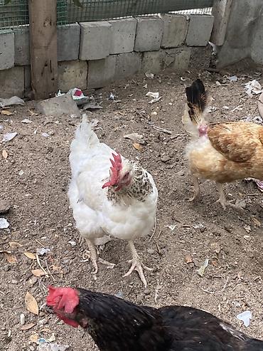 brama toyuqları: Курица, Для яиц, Самовывоз — 8
