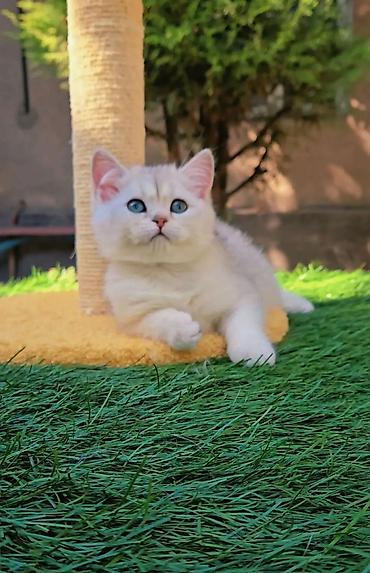 хочу купить кошку: Шотландские чистопородные котята. Scottish fold и Straight девочки — 7