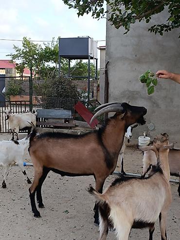 it balasi satisi: Təmiz Alpin Keçisi.1 yaş 6 aylıqdı.Esil Təkəlik heyvandi, Böyük Çəkili — 2