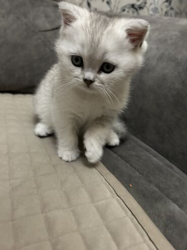 Pişiklər: Şinşilla, Dişi, Ünvandan götürmə — 7