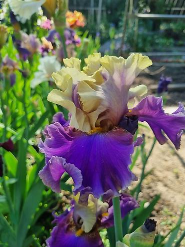 Другие садовые цветы и кустарники: В продаже саженцы сортовых ирисов из личной коллекции Все фото мои! at lalafo.kg — 15 Другие садовые цветы и кустарники: В продаже саженцы сортовых ирисов из личной коллекции Все фото мои! — 15