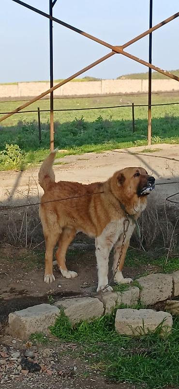 İtlər: Qurdbasar, 2 il, Erkek — 1