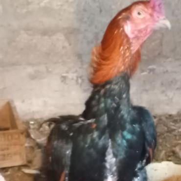 cücə və xoruz təmsil: Toyuq, Damazlıq — 3