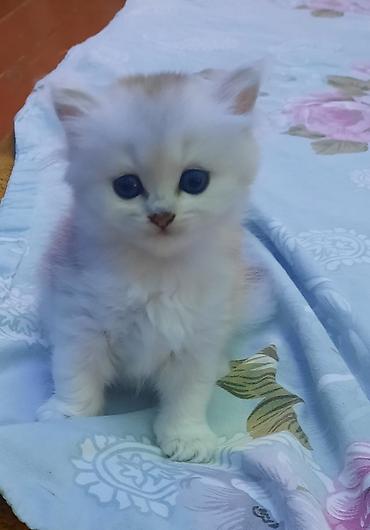 Pişiklər: Şinşilla — 4