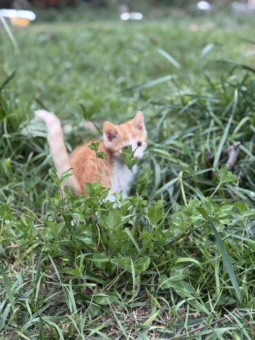 именные ошейники для кошек на заказ: Очаровательный котенок с мягкой шерстью и любознательным взглядом