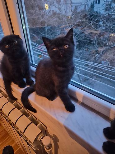 Pişiklər: Şotland yastı qulaq, Erkək, Dişi, Yaxşı əllərə, Ünvandan götürmə, Pulsuz çatdırılma, Ödənişli çatdırılma — 10