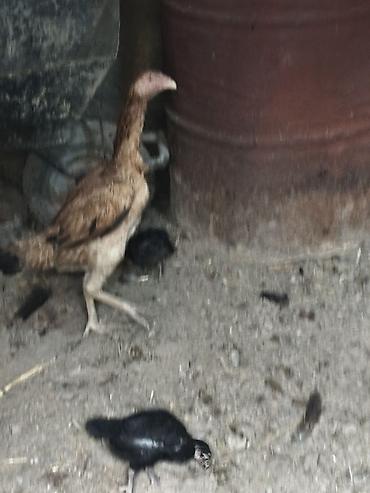 Kənd təsərrüfatı quşları: Toyuq cücələri, Damazlıq — 3