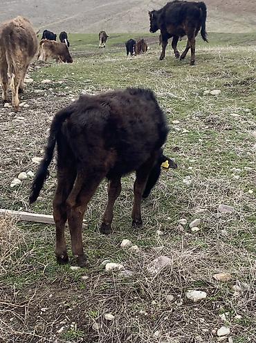 Коровы, быки: Продаю | Бык (самец) | Полукровка | Для разведения — 7