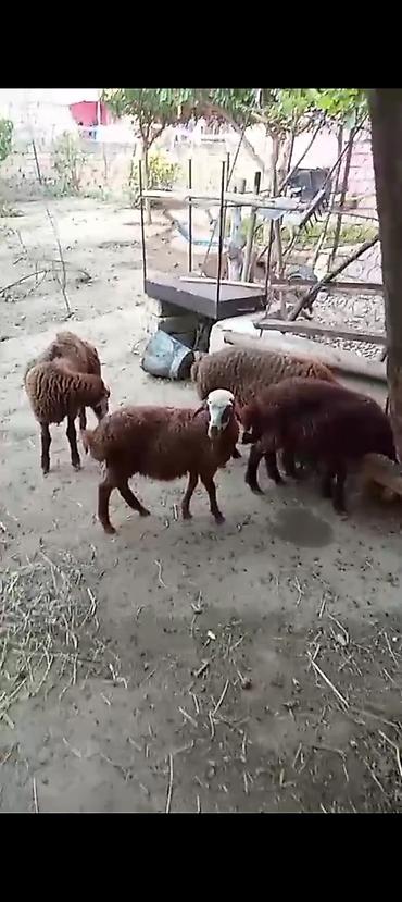 dişi pitbul: Dişi, Qala, il: 1, Damazlıq — 4